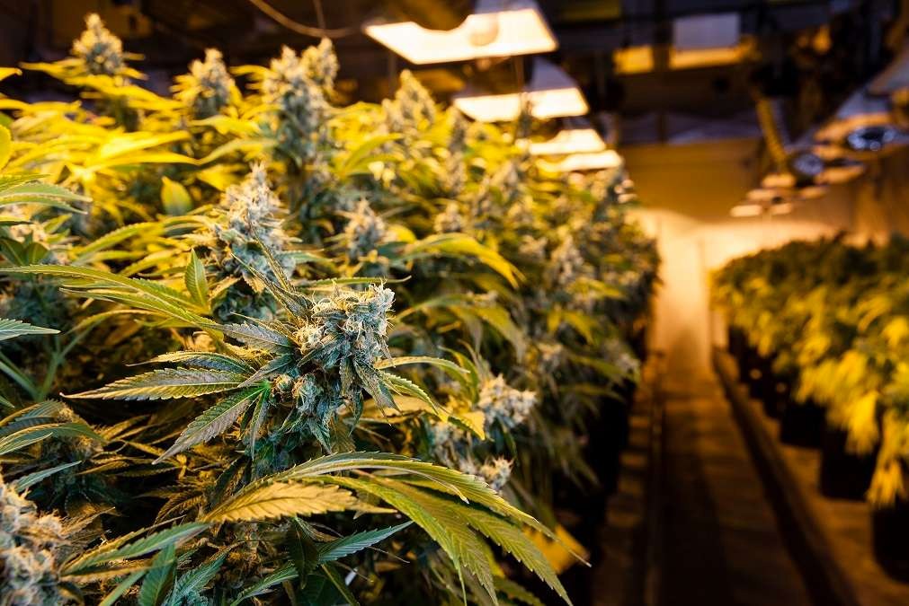 All You Need to Know About Humidity Control when Growing Indoor Cannabis