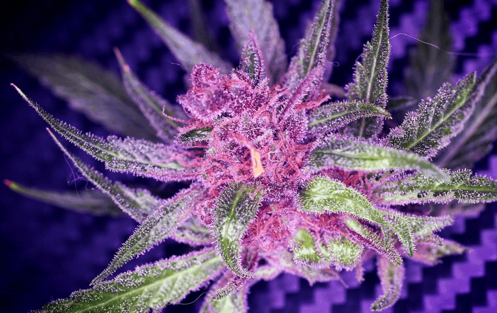 Purple Diesel Strain: All The Crucial Information That You Needed To Know