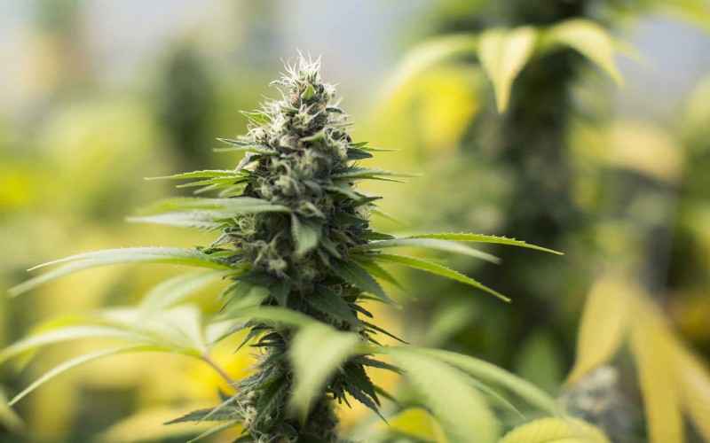 Top Tips for Growing Sour Diesel Autoflower from Seeds