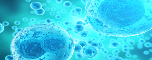 The Differences Between Adult and Embryonic Stem Cells