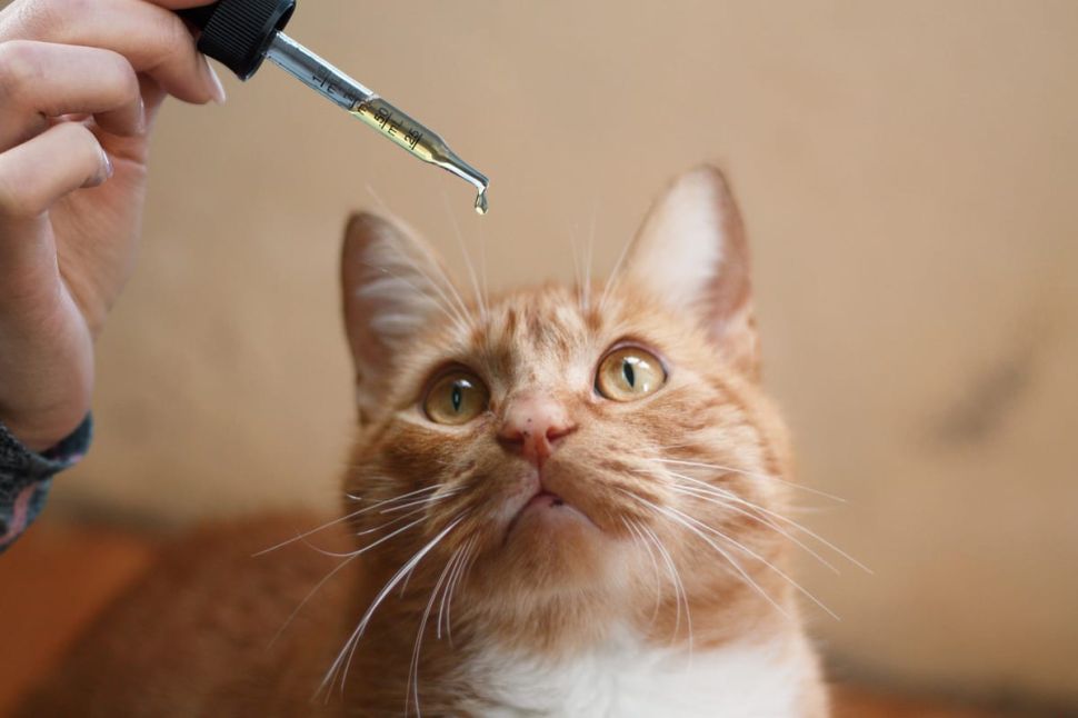 CBD Cat Bites are taking Over the Market Now