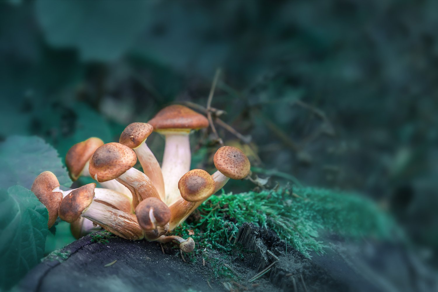 Mushrooms and Mental Health