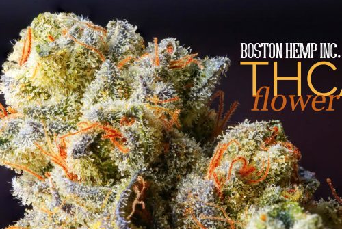 THCA Flower: Unlocking the Power of the Raw Cannabis Cannabinoid