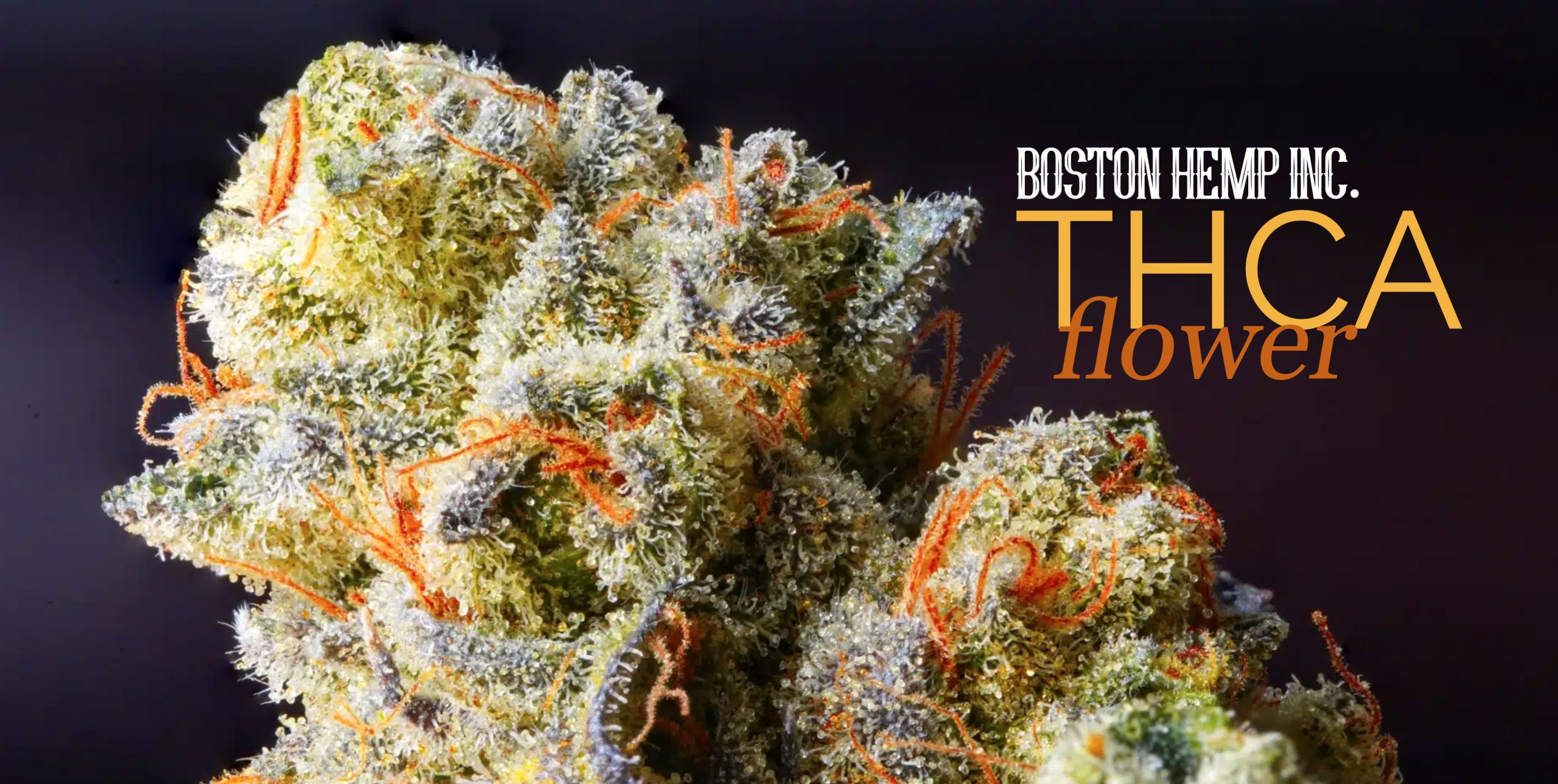 THCA Flower: Unlocking the Power of the Raw Cannabis Cannabinoid
